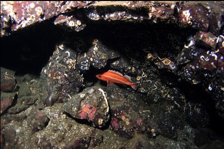 yelloweye rockfish