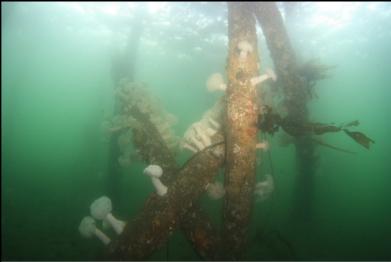 pilings