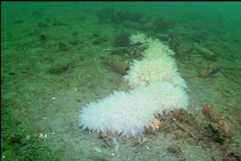 SQUID EGGS ON SAND