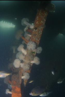ANEMONES AND PERCH IN WRECK