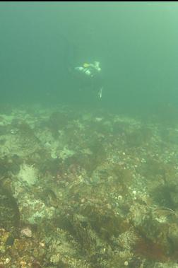 SHALLOWS AGAIN