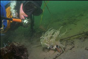 GIANT NUDIBRANCH NEXT TO ROPE