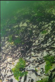 SAND-DOLLARS IN SHALLOWS