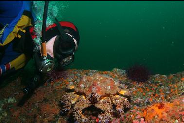 puget sound king crab