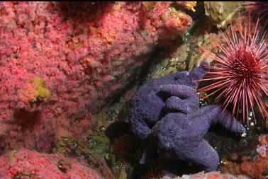 anemones, seastar and urchin