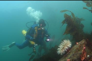 fish-eating anemone