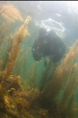 seaweed near surface