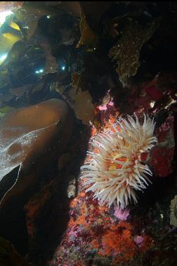 fish-eating anemone