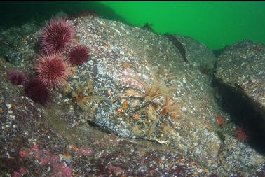 feather stars and urchins