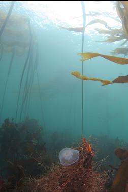 moon jelly in kelp