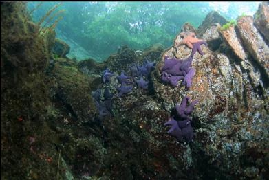 seastars near surface