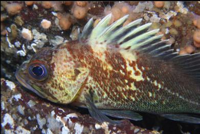 quillback rockfish and zoanthids