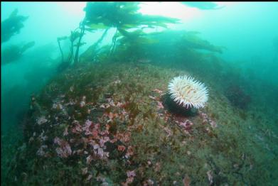 fish-eating anemone and stalked kelp