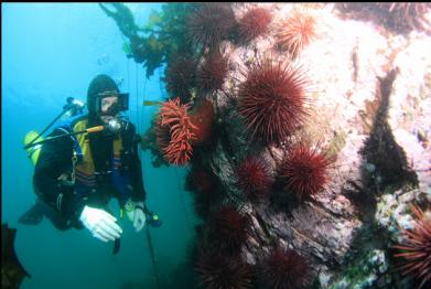 fish-eating anemone and urchins