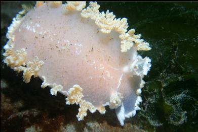 nudibranch