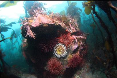 fish-eating anemone and urchins