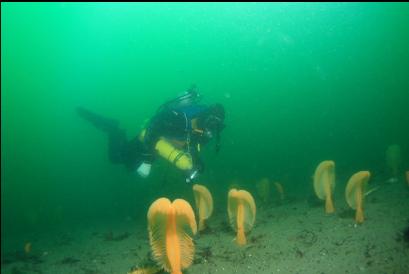 sea pens