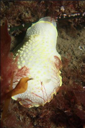 nudibranch