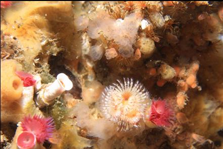 tube worms, tunicates and sponge