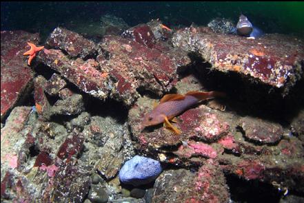 male wolfeel and kelp greenlings