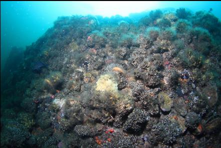 cemented tube worms, etc