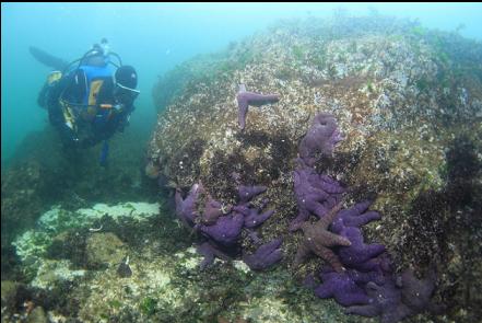 purple seastars near the surface