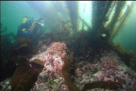 pink coralline algae under feather boa kelp