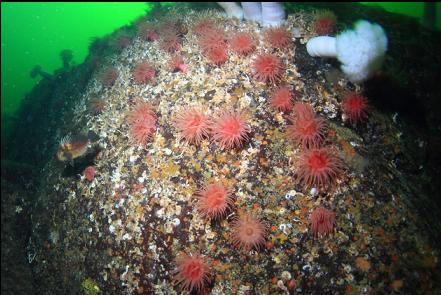 quillback rockfish and crimson anemones