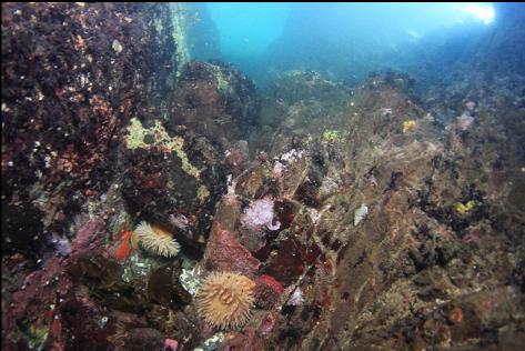 anemones near the surface