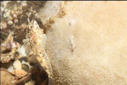 sculpin on sponge