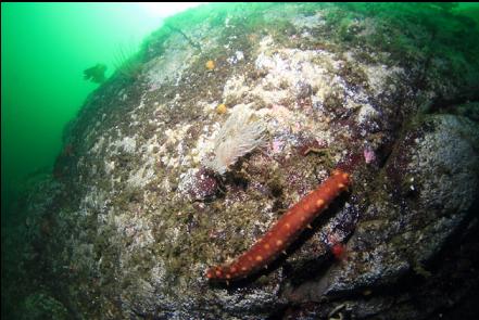 giant nudibranch and cucumber