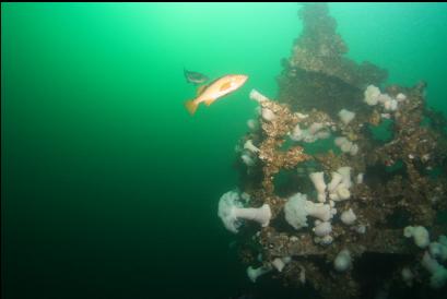 yellowtail and black rockfish