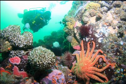 cemented tube worm colonies and sunflower star