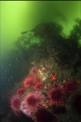 urchins under the kelp