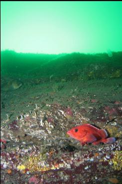 YELLOWEYE ROCKFISH