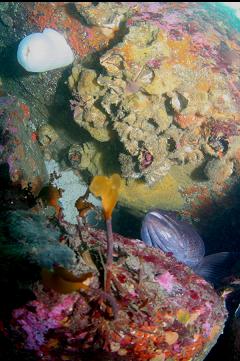 LINGCOD GUARDING EGGS