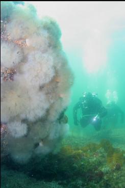 ANEMONE-COVERED BOULDER IN SHALLOWS