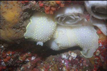 NUDIBRANCHS AND EGGS