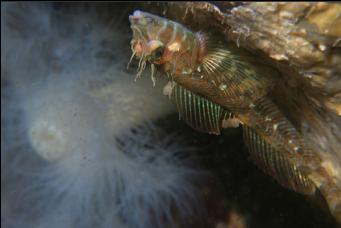 LONGFIN SCULPIN UNDER SMALL OVERHANG