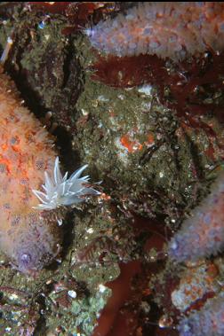 ALABASTER NUDIBRANCH AND SUNFLOWER STAR FEET