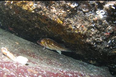 copper rockfish in crack