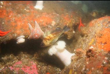 quillback rockfish