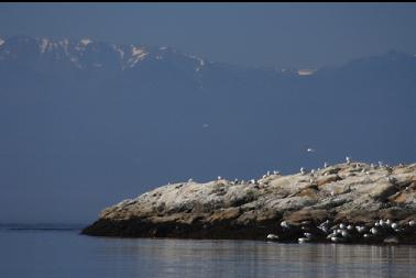 seagulls on Great Chain Island