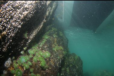 anemones under boat