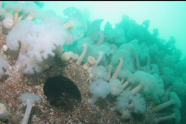 anemones on side of hull