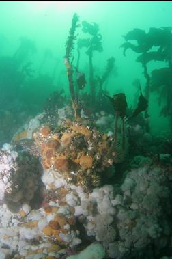 anemones and stalked kelp