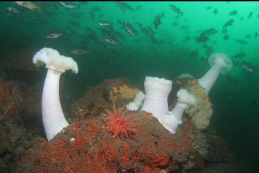 anemones and rockfish at base of wall