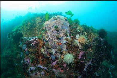 crimson anemones and tritons laying eggs