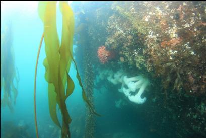 anemones on side of large boulder