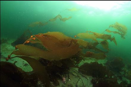 macrocystis kelp 